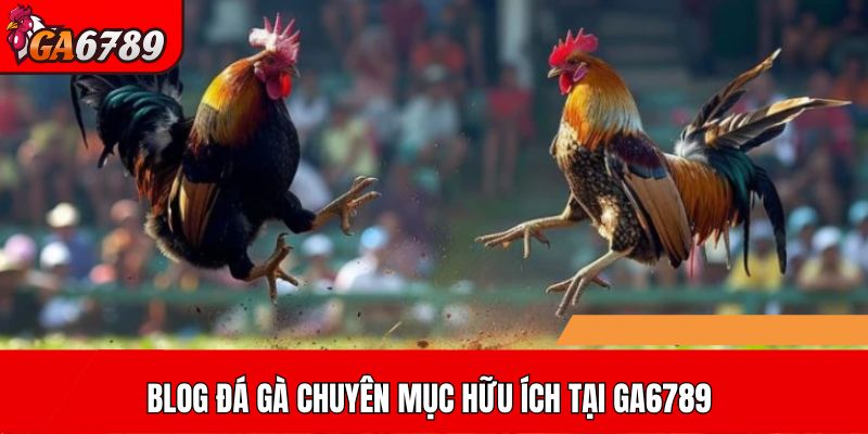 Blog đá gà chuyên mục hữu ích tại GA6789