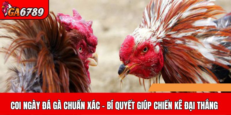 Coi ngày đá gà