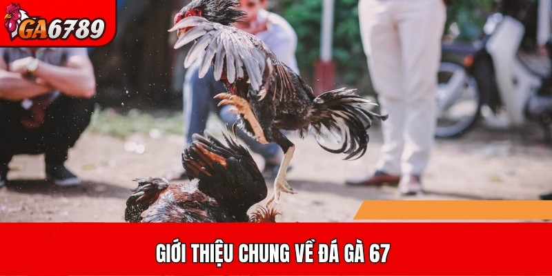 Giới thiệu chung về đá gà 67