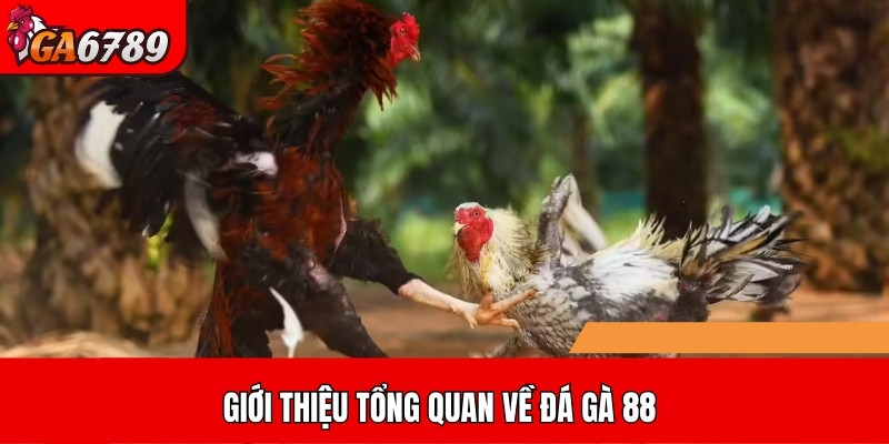 Giới thiệu tổng quan về đá gà 88