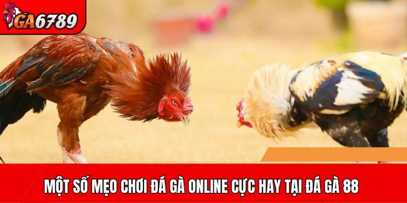 Một số mẹo chơi đá gà online cực hay tại đá gà 88