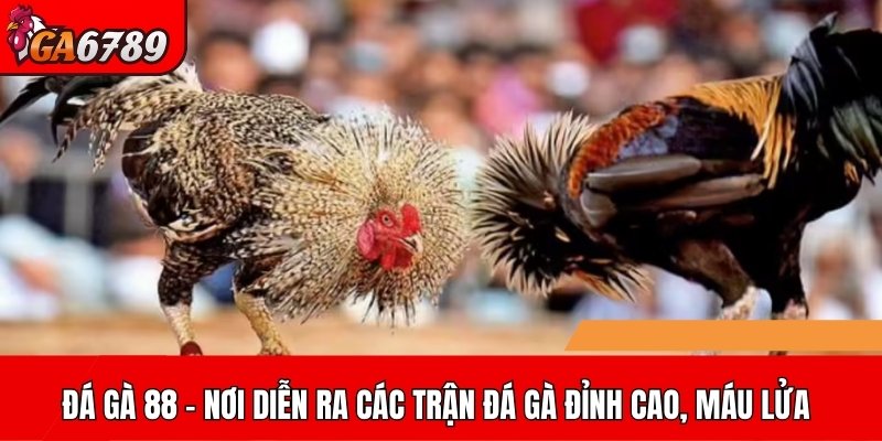Đá gà 88