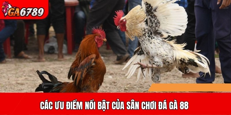 Các ưu điểm nổi bật của sân chơi đá gà 88