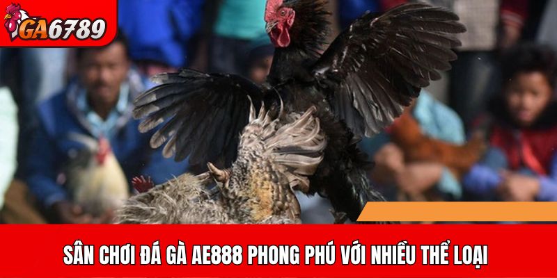 Sân chơi đá gà AE888 phong phú với nhiều thể loại