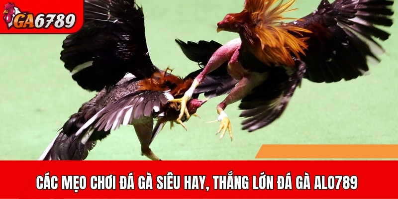 Các mẹo chơi đá gà siêu hay, thắng lớn dành cho cược thủ đá gà ALO789