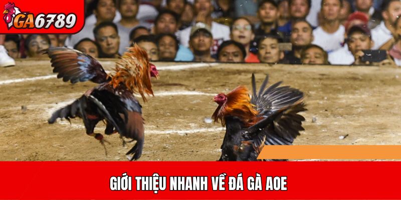 Giới thiệu nhanh về Đá gà AOE