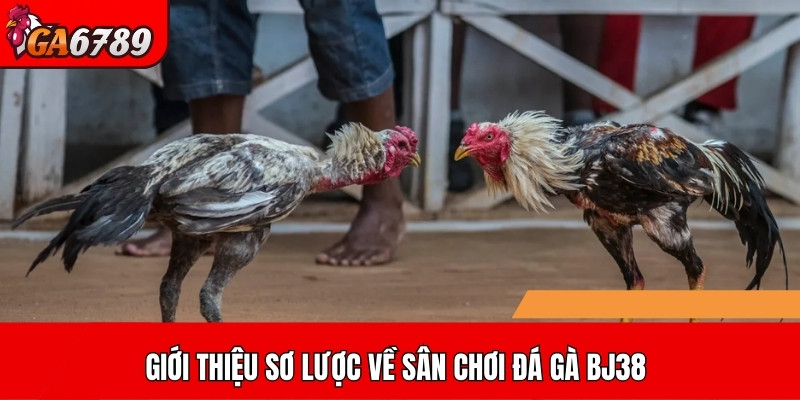 Giới thiệu sơ lược về sân chơi đá gà BJ38