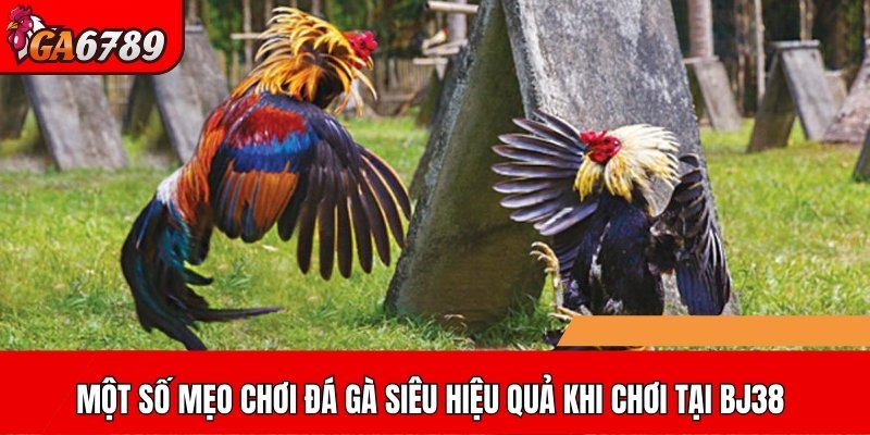 Một số mẹo chơi đá gà siêu hiệu quả khi chơi tại BJ38