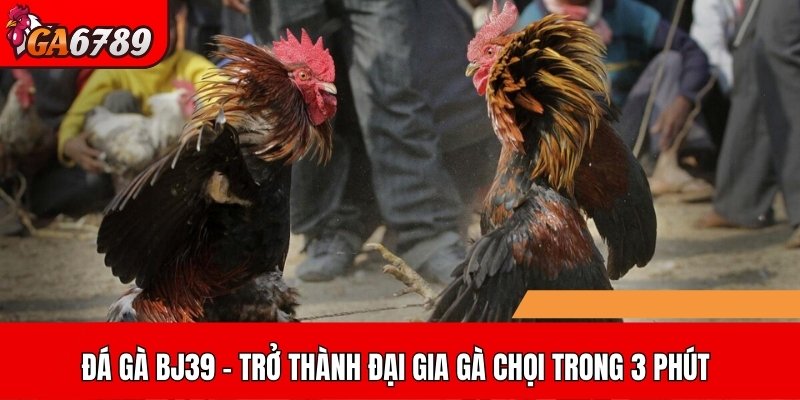 đá gà BJ39