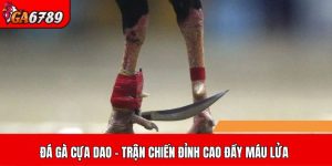 Đá gà cựa dao
