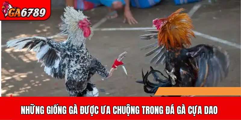 Những giống gà được ưa chuộng trong đá gà cựa dao