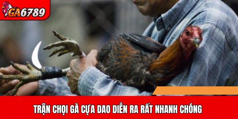 Trận chọi gà cựa dao diễn ra rất nhanh chóng