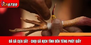 Đá gà cựa sắt