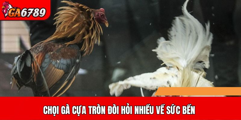 Chọi gà cựa tròn đòi hỏi nhiều về sức bền