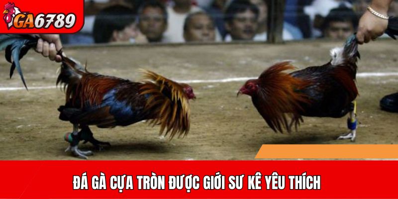 Đá gà cựa tròn được giới sư kê yêu thích