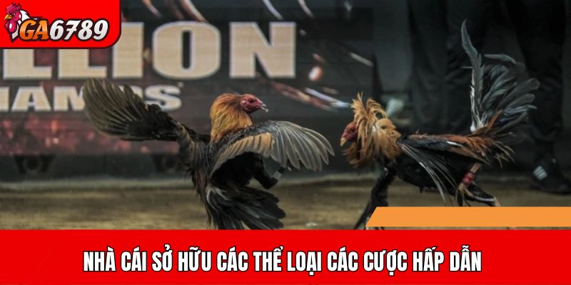 Nhà cái sở hữu các thể loại các cược hấp dẫn