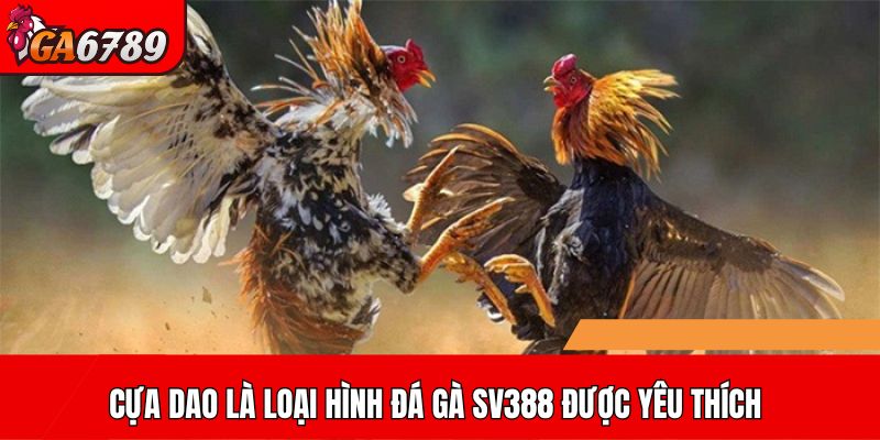 Cựa dao là loại hình đá gà SV388 được yêu thích