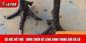 Gà Hắc Hổ Thới