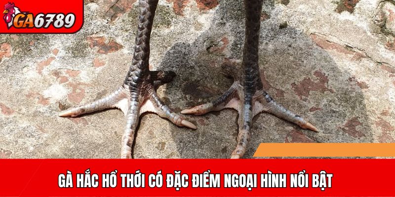 Gà Hắc Hổ Thới có đặc điểm ngoại hình nổi bật