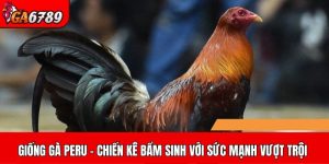 Giống gà Peru