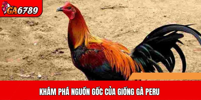 Khám phá nguồn gốc của giống gà Peru