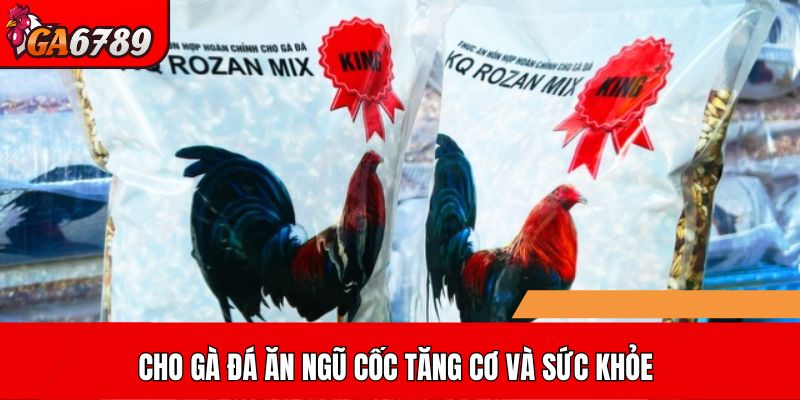 Cho gà đá ăn ngũ cốc tăng cơ và sức khỏe