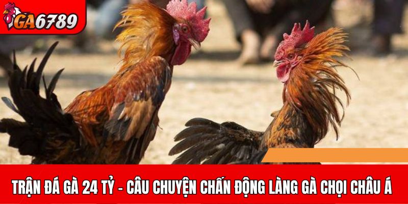 Trận đá gà 24 tỷ