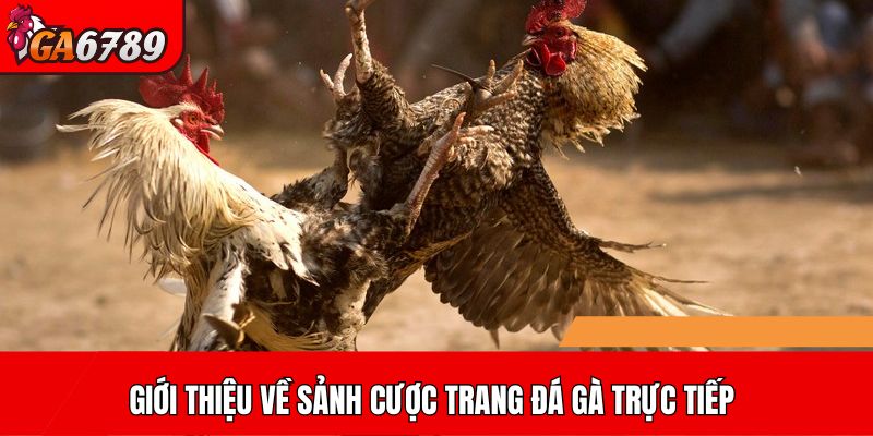 Giới thiệu về sảnh cược Trang đá gà trực tiếp