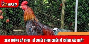 Xem tướng gà chọi