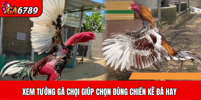 Xem tướng gà chọi giúp chọn đúng chiến kê đá hay
