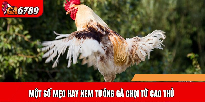 Một số mẹo hay xem tướng gà chọi từ cao thủ